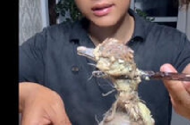 《 暗 网 高 端 食 物 链 》