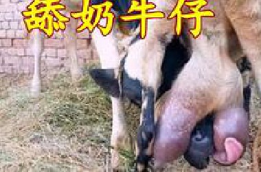 舔*牛仔