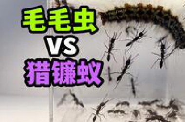 把一只大毛毛虫和一群猎镰猛蚁关一起！会发生什么事？