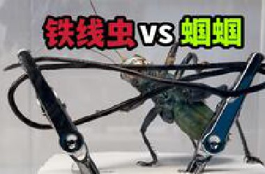 把一只铁线虫和蝈蝈关一起！会发生什么事？