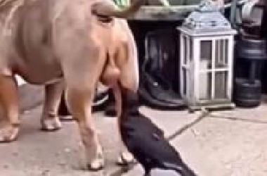 '盘点笨蛋狗狗们的倒霉瞬间~’