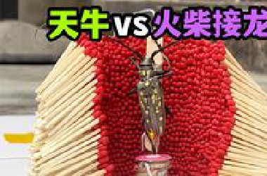 把一只大天牛和火柴接龙放一起！会发生什么事？