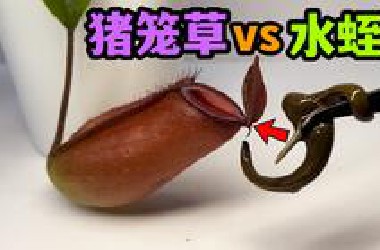 把三只大水蛭喂给猪笼草！会发生什么事？