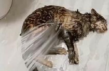 【AI猎奇】哈吉喵裂开了