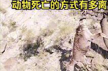 动物离奇死亡鉴定26